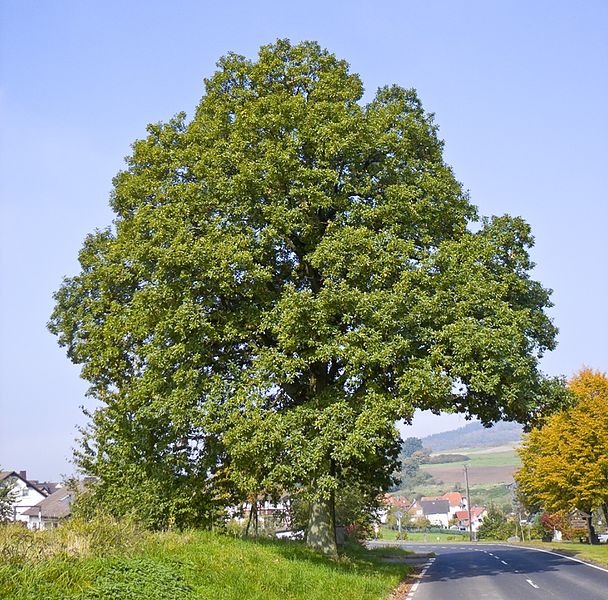 File:Quercus petraea 06.jpg