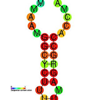 Histone 3 UTR stem-loop