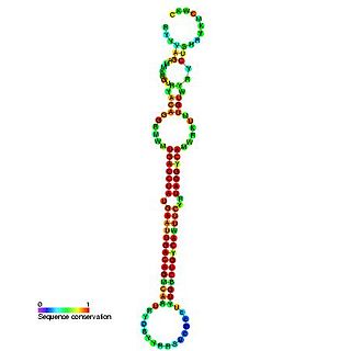 mir-192/215 microRNA precursor