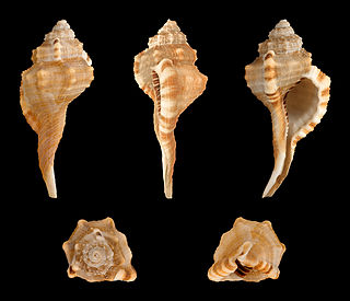 <i>Ranularia testudinaria</i> Species of gastropod