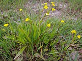Ranunculus flammula, or greater creeping spearwort