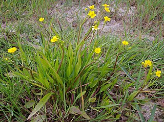 <i>Ranunculus flammula</i> species of plant