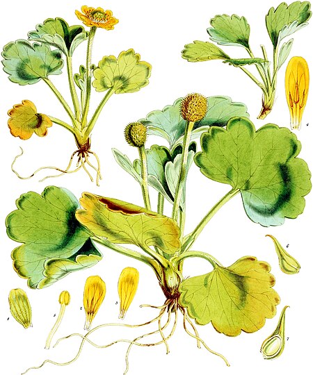 Plate I; Ranunculus pinguis Hook. fil.; Fitch del; prel lith Linn imp