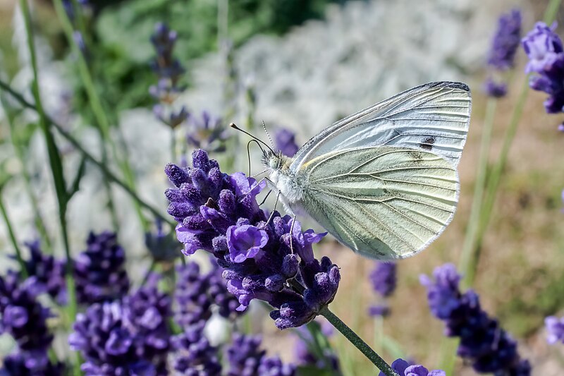 File:Rapsweißling Pieris napi-2952.jpg