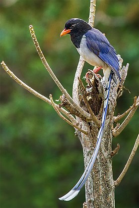 Red-billed Blue Magpie - Timlipani, Uttarakhand, India.jpg