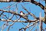 Thumbnail for File:Red-headed Woodpecker (102504171).jpg