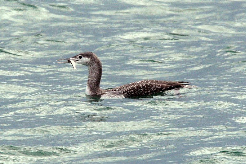 File:Red-throated Loon (Gavia stellata) (6383393587).jpg