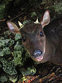 Red Brocket Deer in Barbados 05.jpg