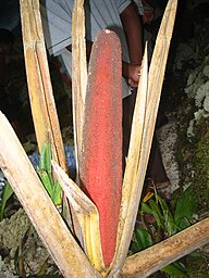 State Fruit of Papua New Guinea