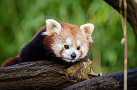 Red Panda (23527586654).jpg