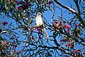 * Nomination Red wattlebird on a tree branch in South Australia. --BRPever 08:24, 3 October 2021 (UTC) * Decline  Oppose Little detail, overexposed, head partially in shadow, not a QI to me, sorry --Poco a poco 12:05, 3 October 2021 (UTC)