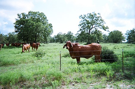 Red Brahman cows