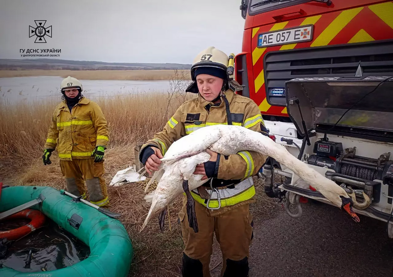 File:Rescued swan in Dnipropetrovsk Oblast, 2024-02-21.webp