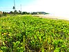 Sandbar vegetation at Praia Grande