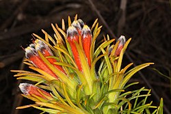 Retzia capensis