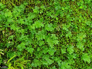 <i>Rhodobryum</i> Genus of mosses