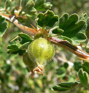 Ribes velutinum 3.jpg