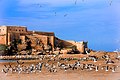 * Nomination Kelp gulls near the Kasbah des Oudayas in Rabat, Morocco. By User:Seth767 --Reda benkhadra 23:31, 8 June 2017 (UTC) * Decline Sky is unnaturally blotchy, strange white distortion in both lower corners. -- Ikan Kekek 08:45, 9 June 2017 (UTC)