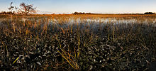 "River of Grass" in the Everglades River of Grass (3), NPSPhoto, Brian Call (9101713912).jpg