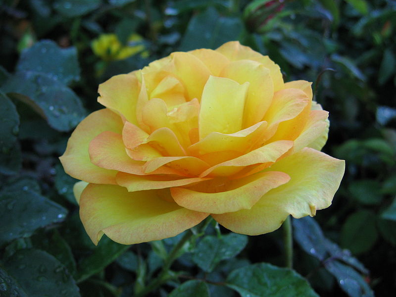 File:Rose (91).jpg