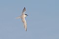Roseate Tern in flight.jpg