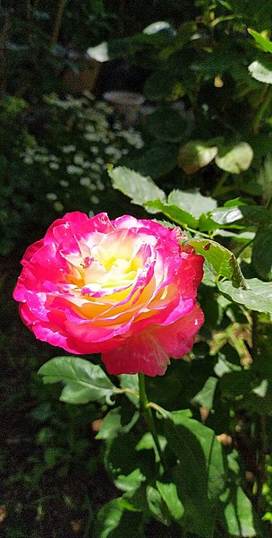 File:Roses29.jpg