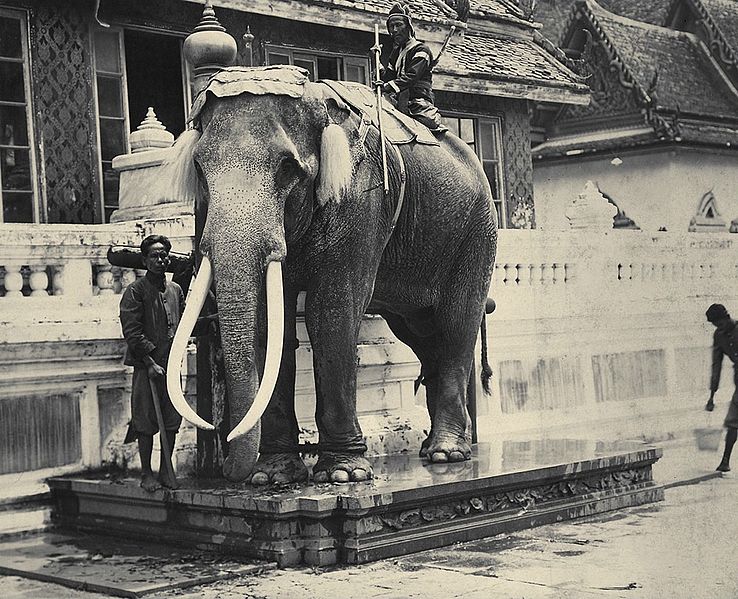 File:Royal White Elephant at the Grand Palace.jpg