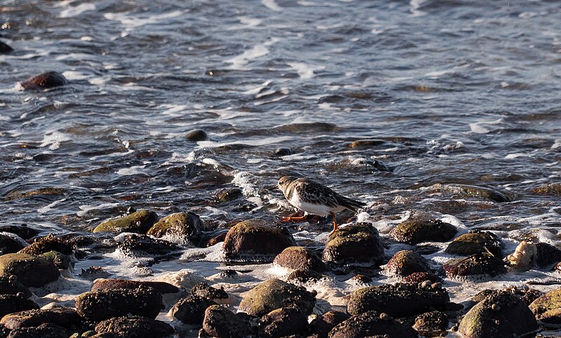 File:Ruddy Turnstone at Napatree Point, Rhode Island (52330).jpg