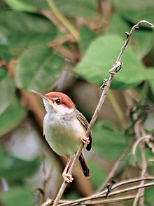 Краснохвостый tailorbird.jpg