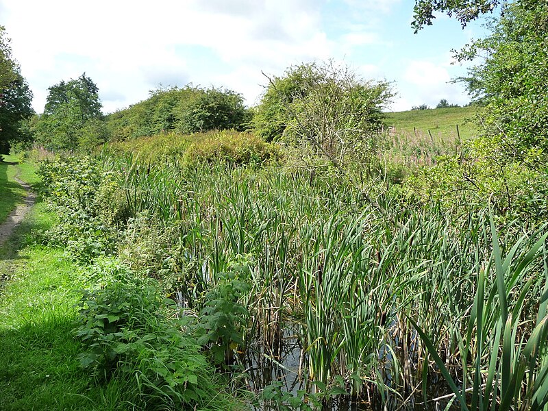 File:Rushes in the Pinxton Arm, near the Boat Inn - geograph.org.uk - 5505885.jpg