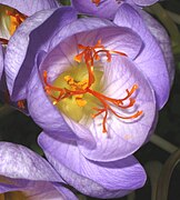Flor d'azafrán (Crocus sativus), les cañes del estigma y, más embaxo, les anteres y el polen.