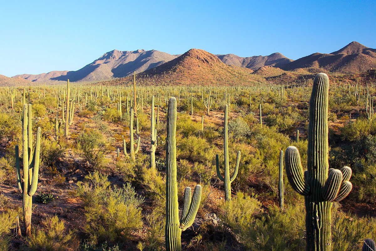 Sonoran Desert - Wikipedia