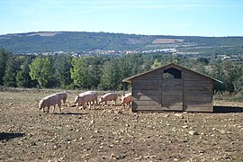 Porc Du Ventoux