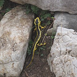 Salamandra común