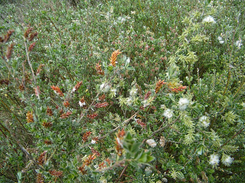 File:Salix dunensis (2).jpg