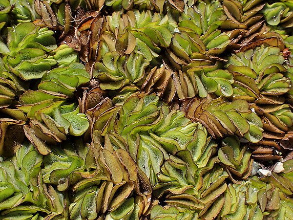 Salvinia molesta is a floating fern. It becomes a thick mat which can smother native aquatic plants, alter stream flow and deplete oxygen levels for a