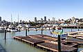 * Nomination View of Pier 39 towards the city, San Francisco, California, USA --XRay 04:38, 4 January 2024 (UTC) * Promotion  Support Good quality.--Tournasol7 05:12, 4 January 2024 (UTC)