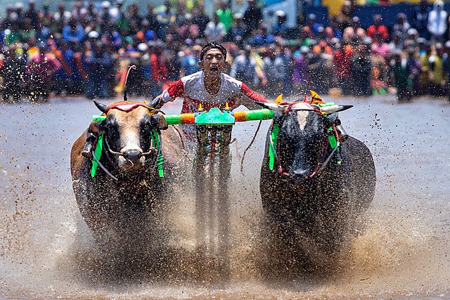 Once in Surabaya, teams headed to Madura Island and rode motorcycles alongside bulls from a traditional Indonesian bull race called karapan sapi.