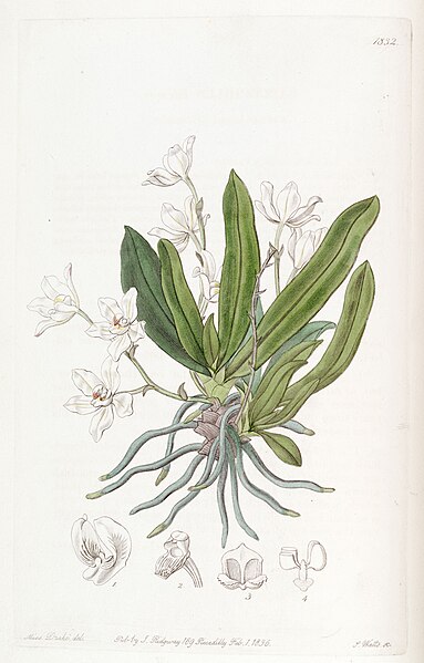 File:Sarcochilus falcatus - Edwards vol 22 pl 1832 (1836).jpg