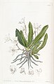 Sarcochilus falcatus plate 1832 in: Edwards's Bot. Register (Orchidaceae), vol. 22, (1836)