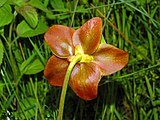 Sarraceniaceae - Sarracenia purpurea (8303625575).jpg