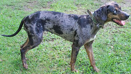 Catahoula cur