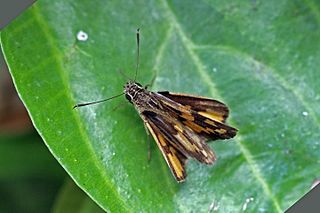 <i>Pardaleodes incerta</i> Species of butterfly