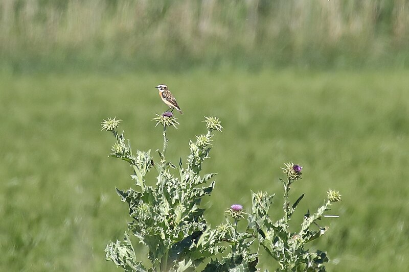 File:Saxicola rubetra (34252616741).jpg