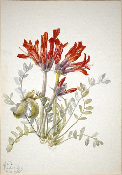 File:Scarlet Loco (Astragalus coccineus)-saam 1970.355.259.jpg