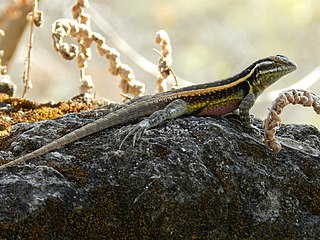 <i>Sceloporus smithi</i> Species of lizard