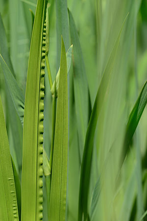 Schilfrohr, Phragmites australis.JPG