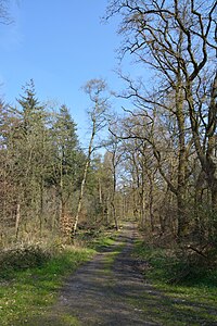 Schleswig-Holstein, Aukrug, Tönsheider Wald NIK 9834.JPG