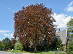 Schleswig-Holstein, Halstenbek, natural monument 09-08 NIK 3166.JPG