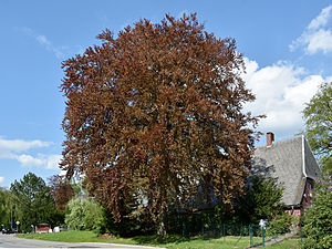 Schleswig-Holstein, Halstenbek, Naturdenkmal 09-08 NIK 3166.JPG